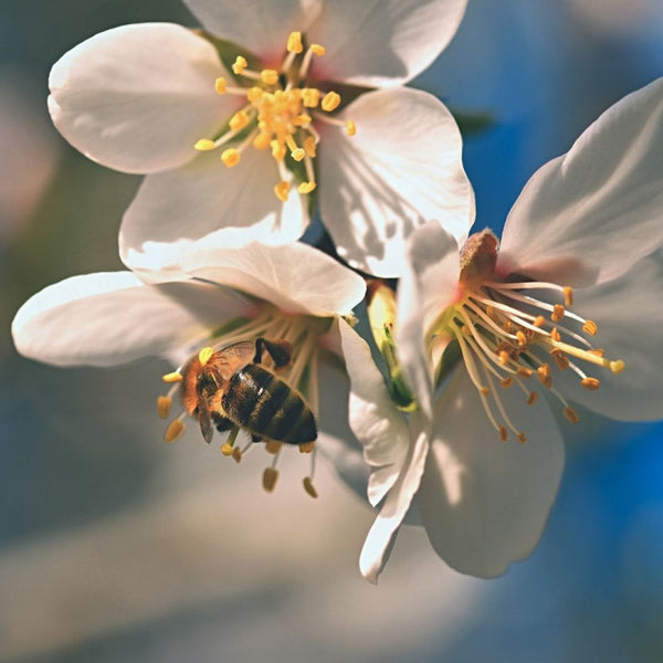 Honey Manuka New Zealand