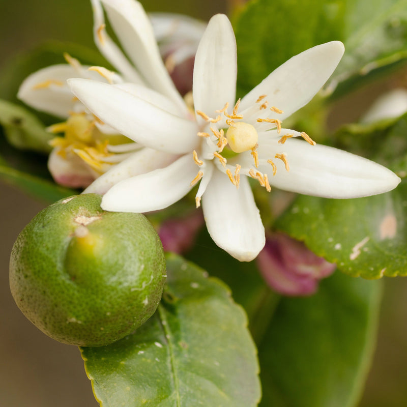 Lemon Tree Blossom Honey, Spain